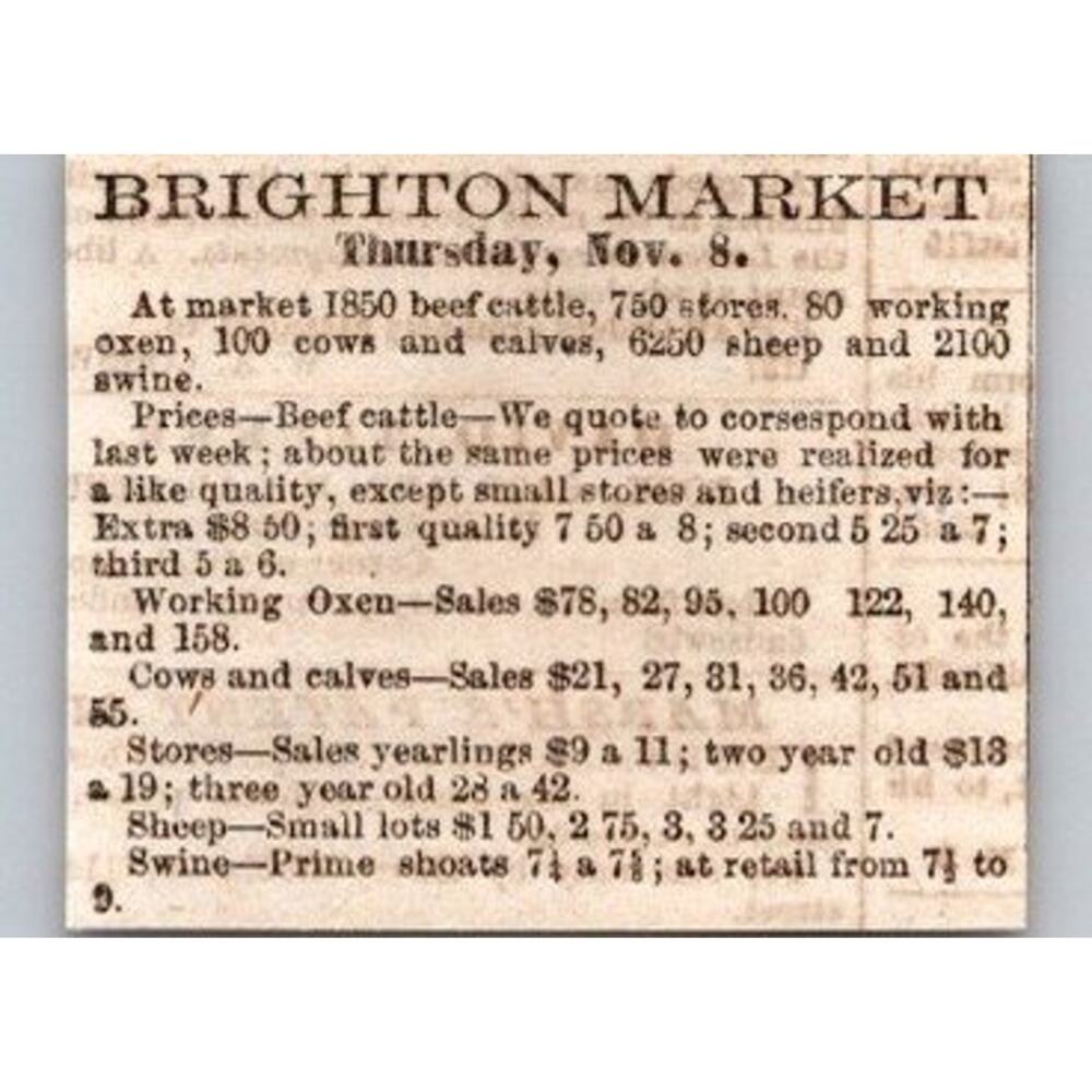 Brighton Market Beef Cattle Store Working Oxen 1855 Portland ME Clipping SAI4-M4